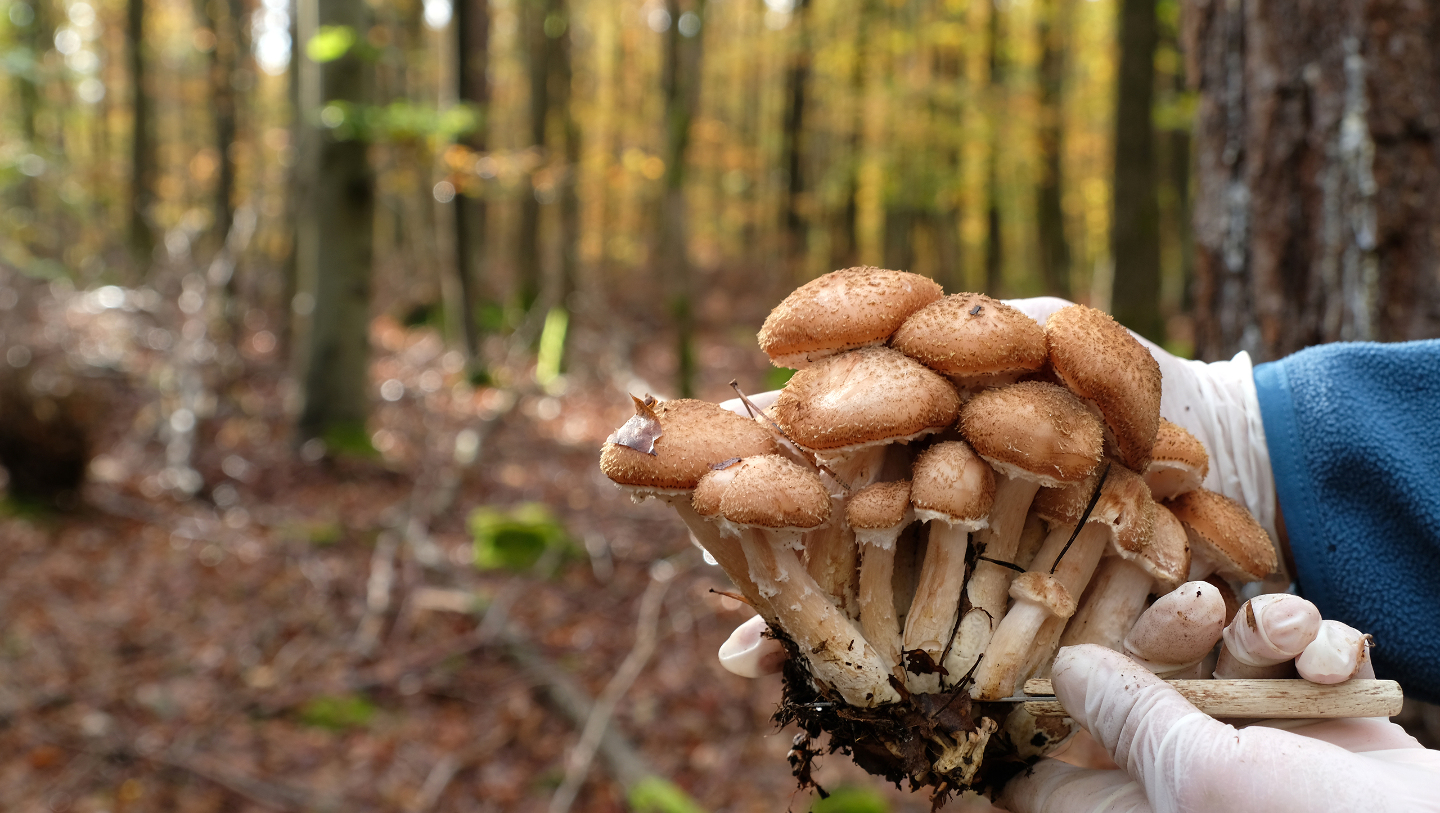 когда собирают опенок