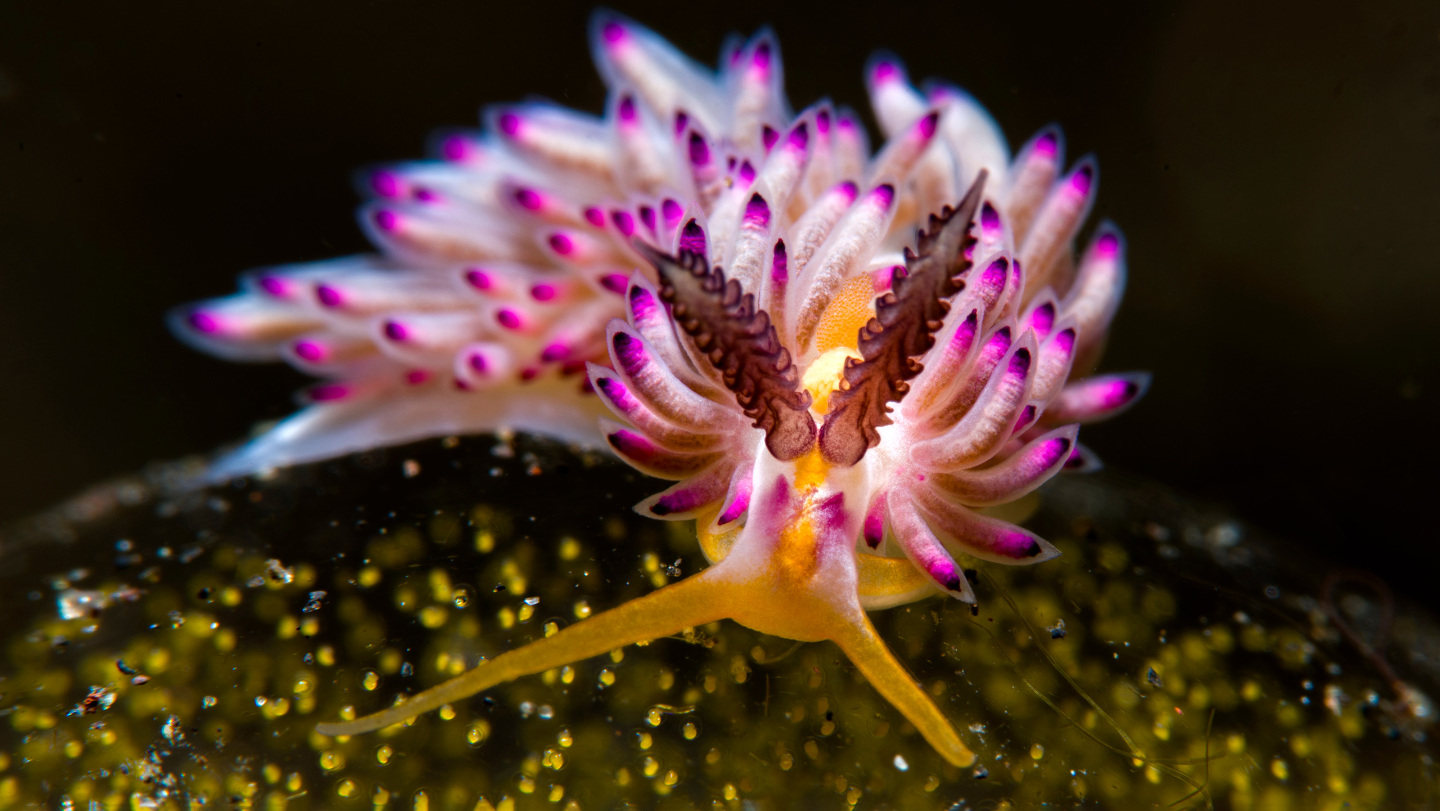 Морской слизень