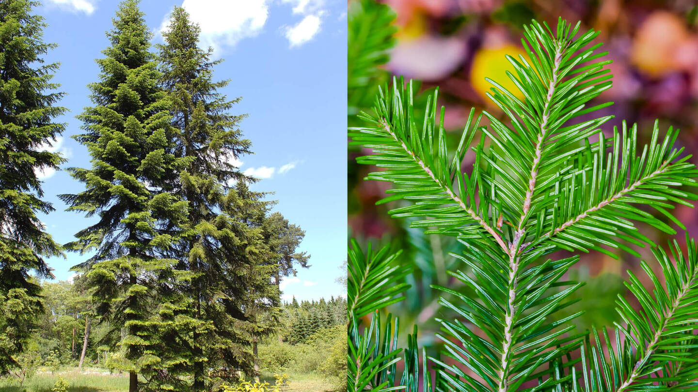 Пихта сибирская