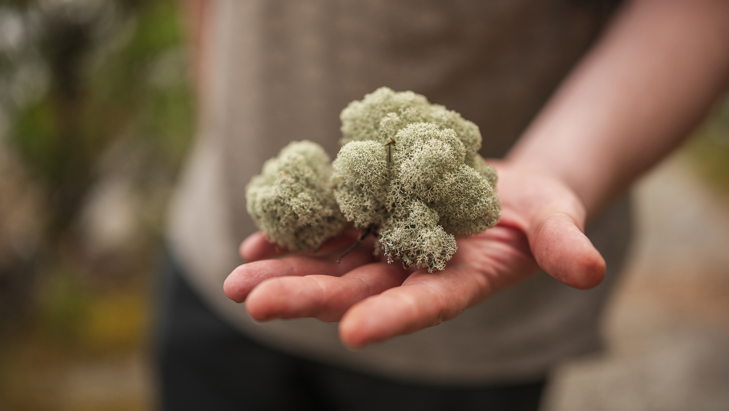 ягель в хозяйстве