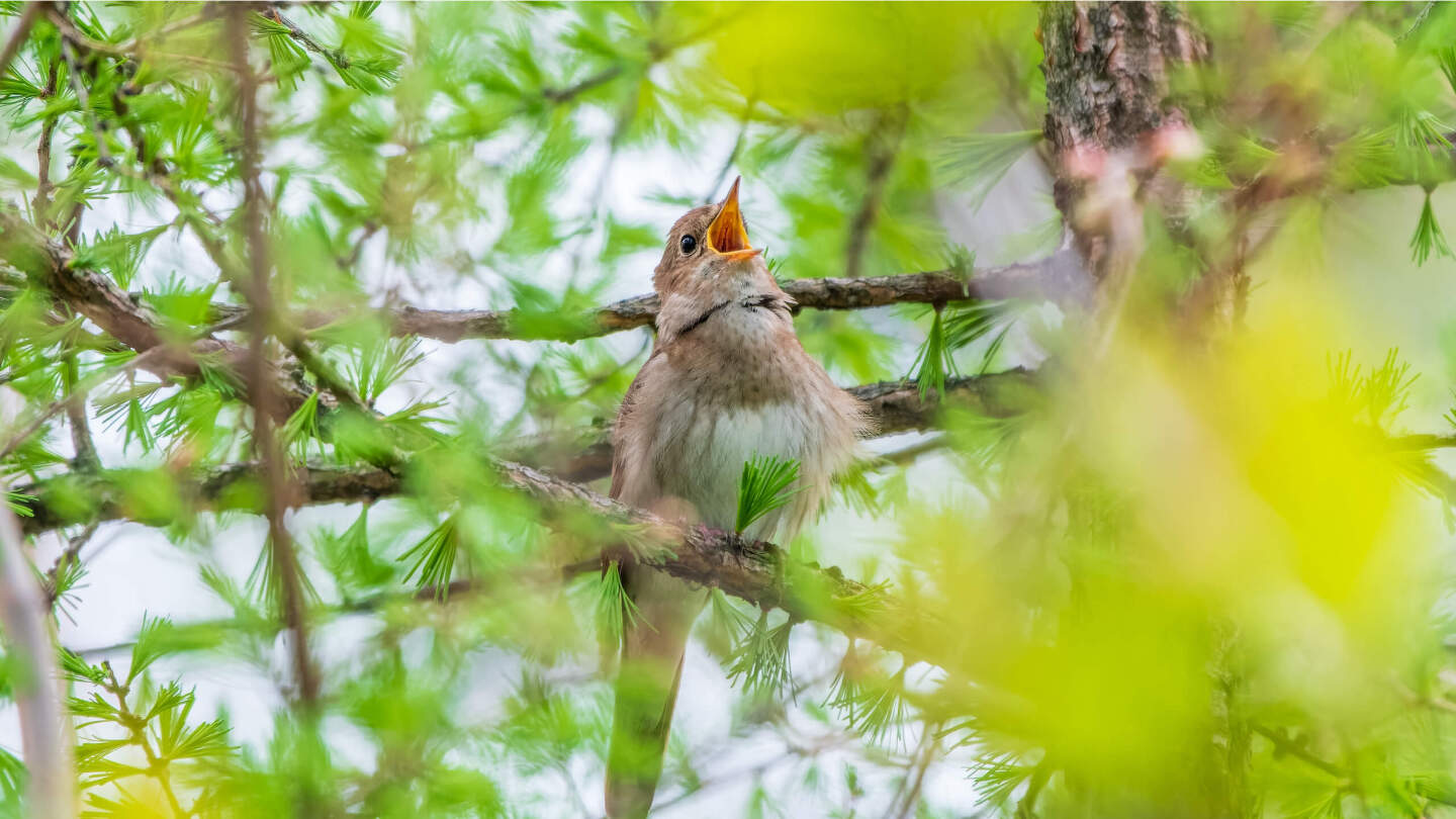 Певчие птицы