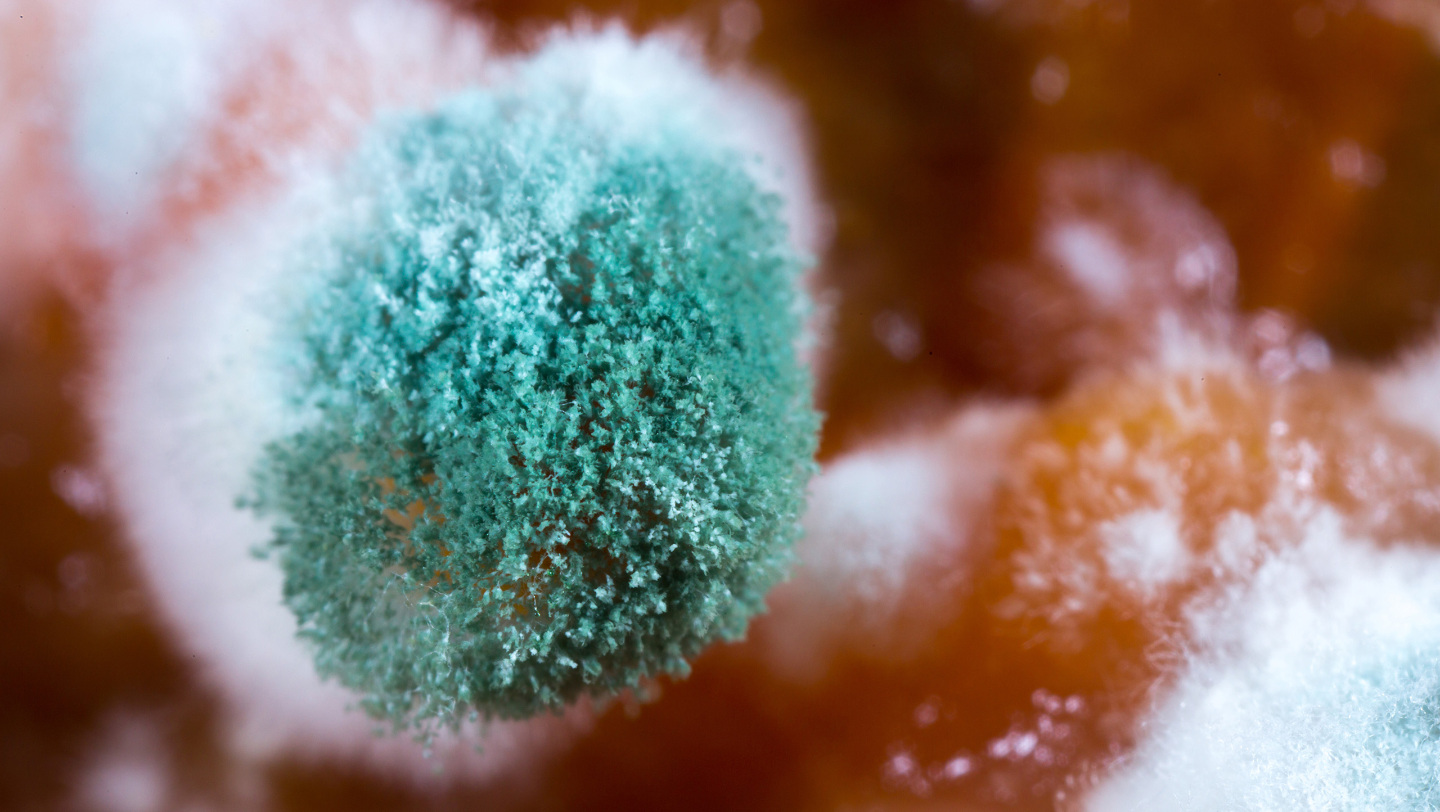 Что такое плесень