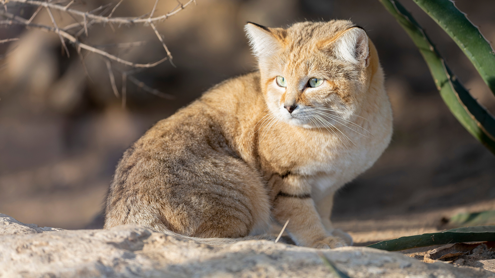 Барханный кот 