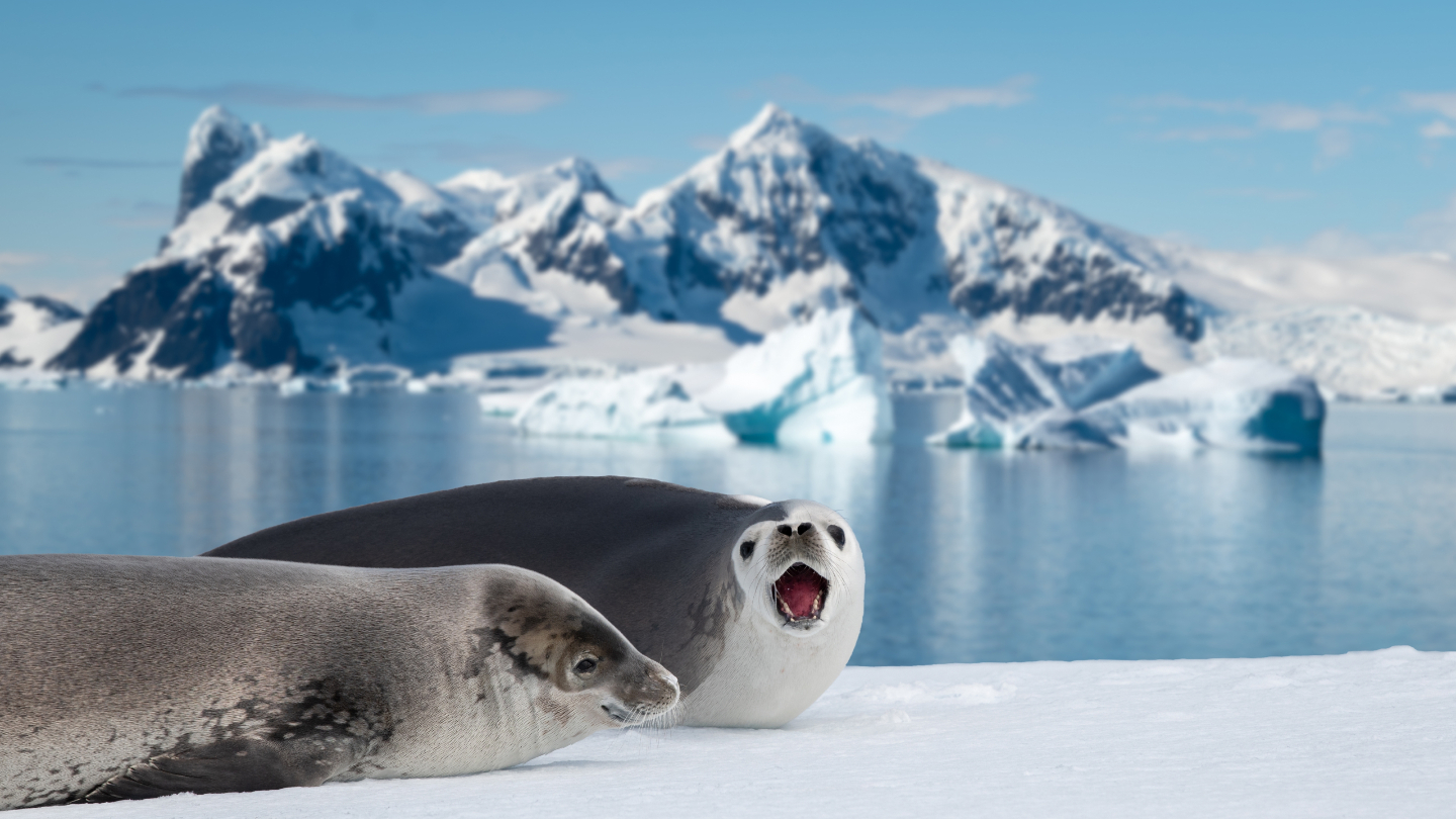 Антарктида