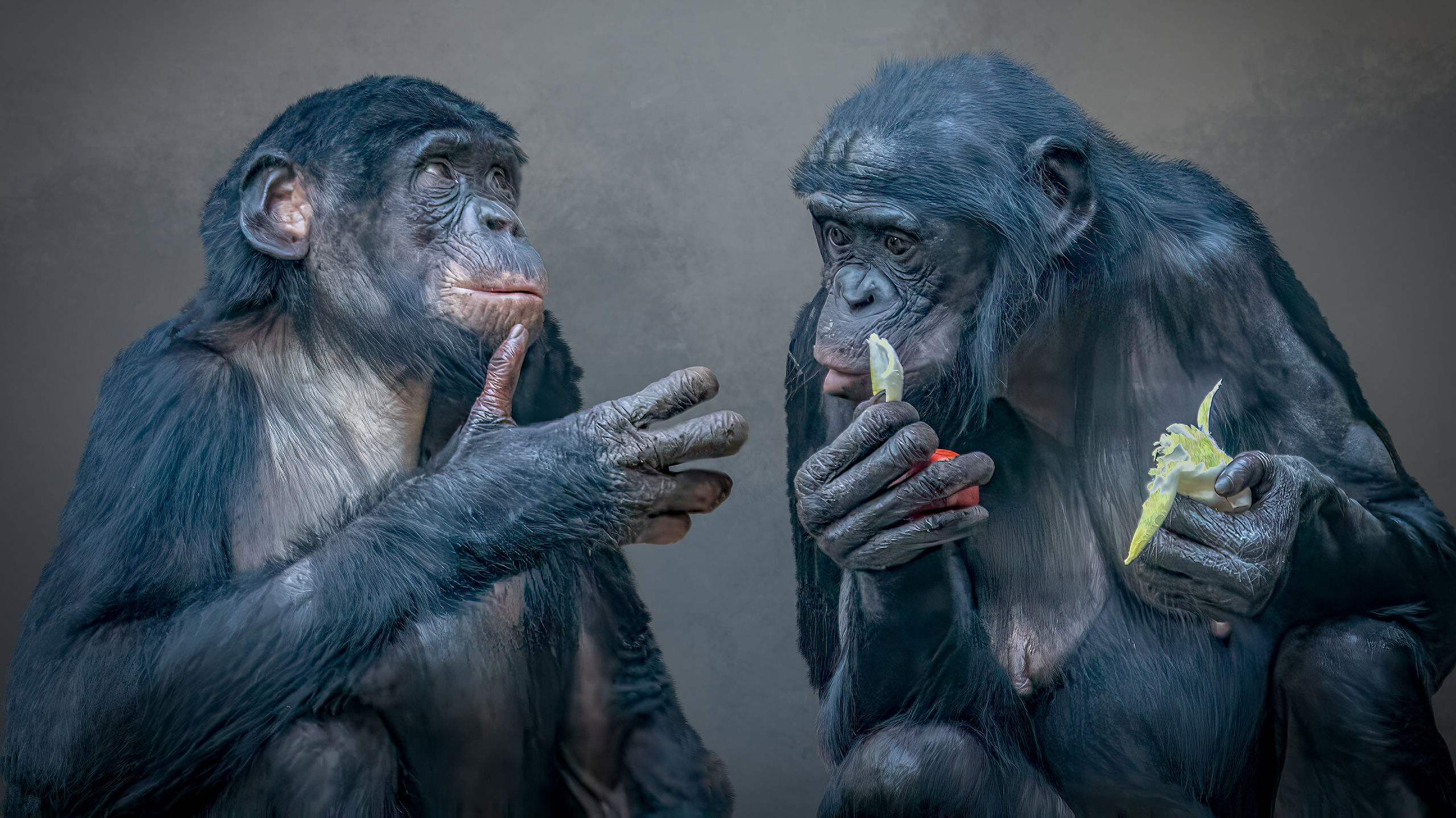 Язык, приматы