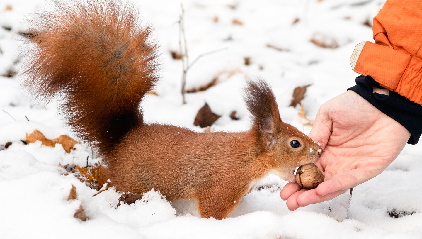 Зимние фотографии из жизни животных снегу, Vaclav, Vladymyr, Ondrej, Bachkova, ктото, зимой, стадо, исландских, будить, Небольшое, ProsickyShutterstockFOTODOMВетреный, лошадей, тигра, амурского, пробежка, BurdiakShutterstockFOTODOMБодрящая, преображает, весны, nataliatamkovichShutterstockFOTODOMА