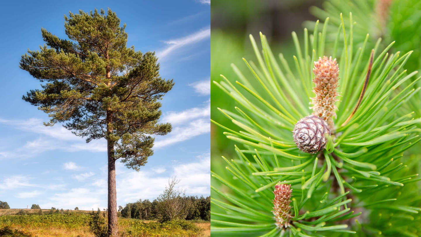 Сосна обыкновенная