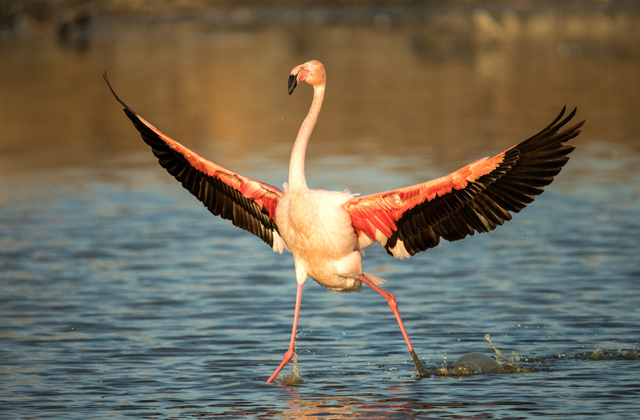 курица бегающая по берегу морскому. Смотреть фото курица бегающая по берегу морскому. Смотреть картинку курица бегающая по берегу морскому. Картинка про курица бегающая по берегу морскому. Фото курица бегающая по берегу морскому курица бегающая по берегу морскому. Смотреть фото курица бегающая по берегу морскому. Смотреть картинку курица бегающая по берегу морскому. Картинка про курица бегающая по берегу морскому. Фото курица бегающая по берегу морскому