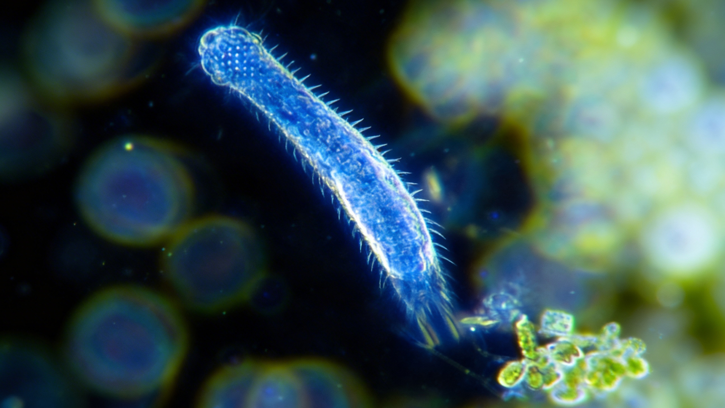 Брюхоресничные черви