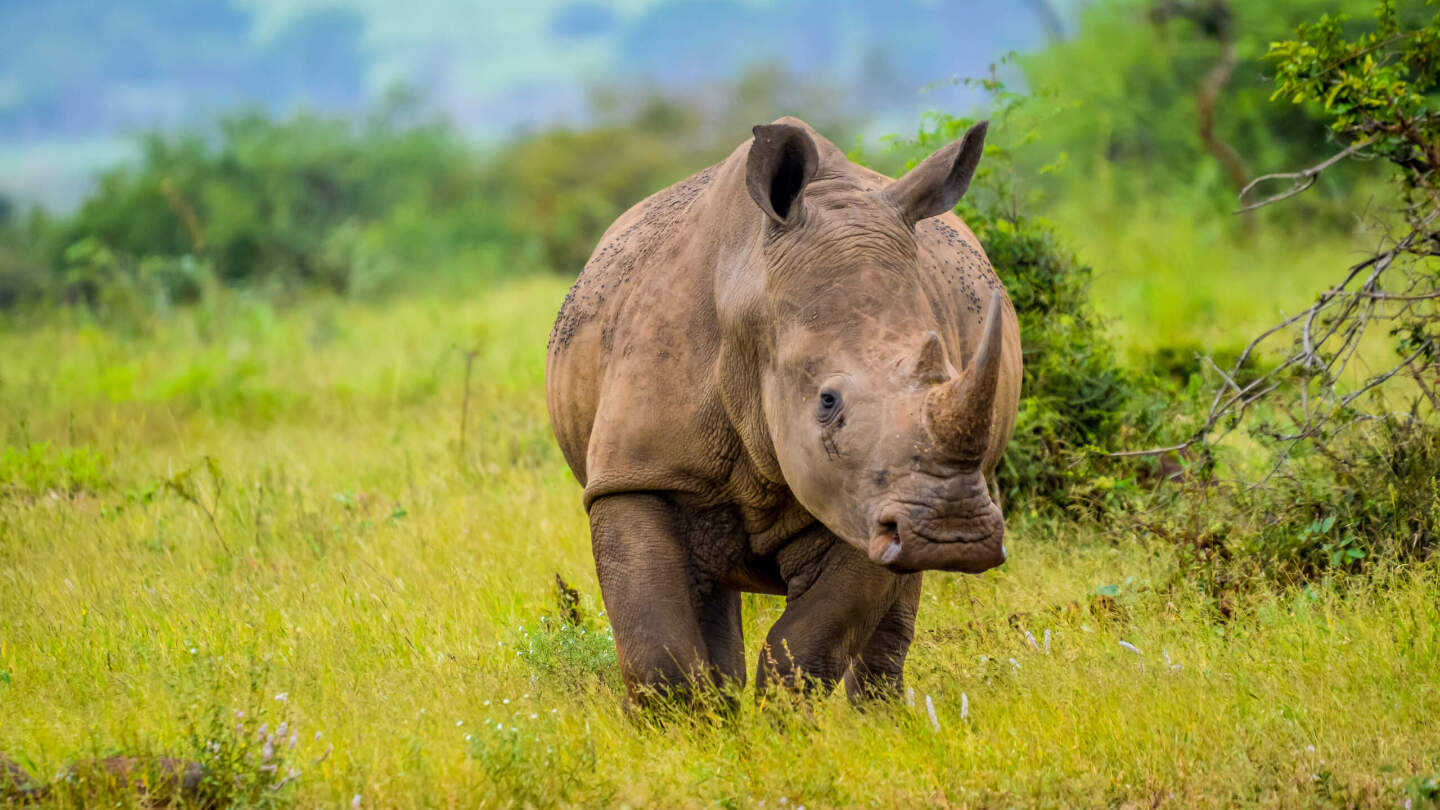 Виды носорогов