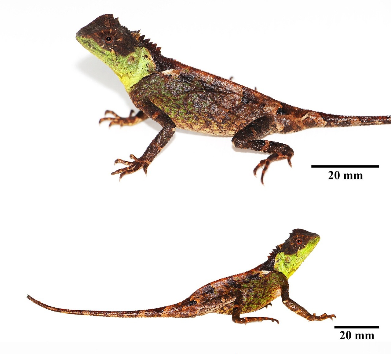  Acanthosaura syrax 