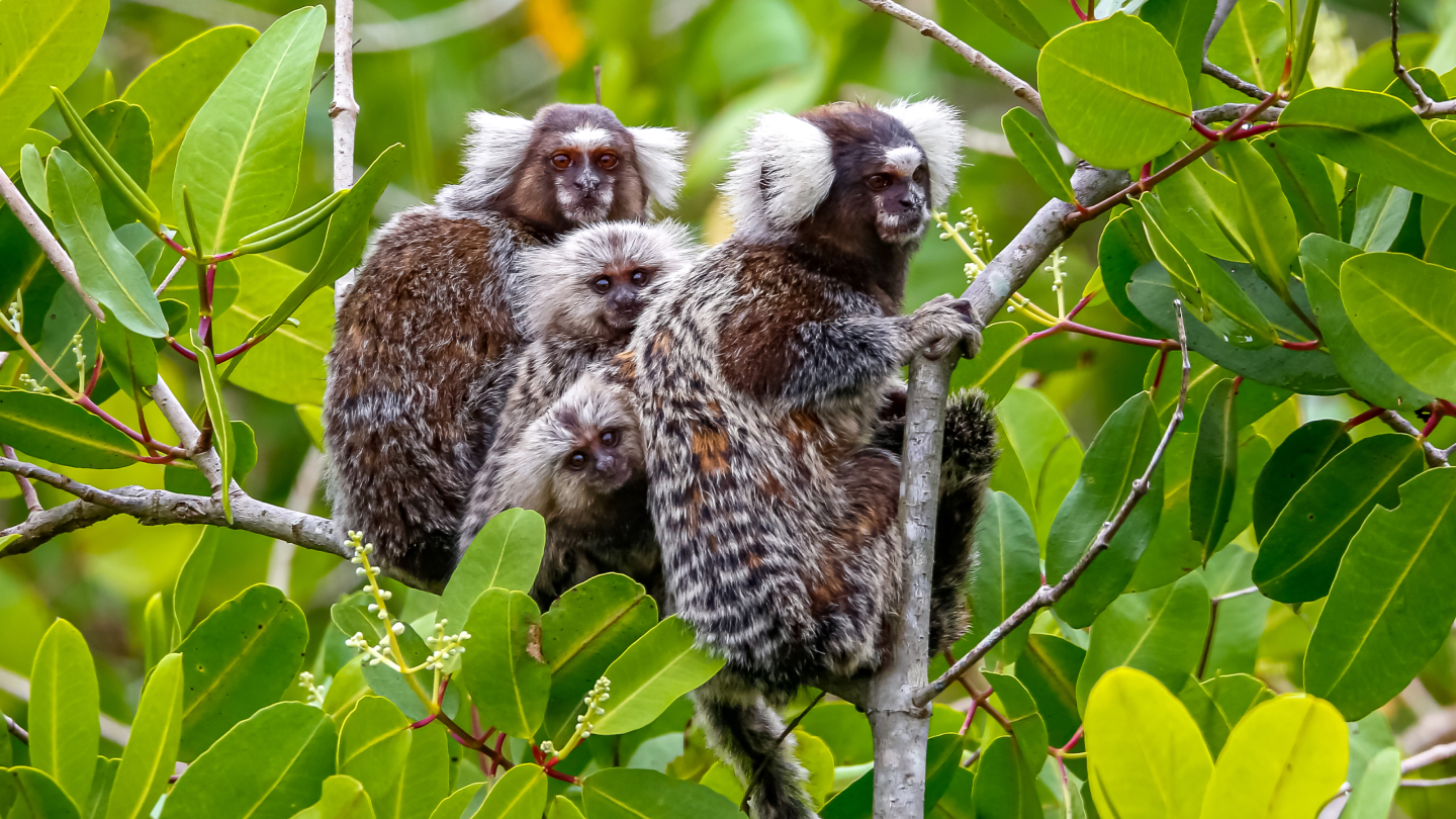 мармозетки