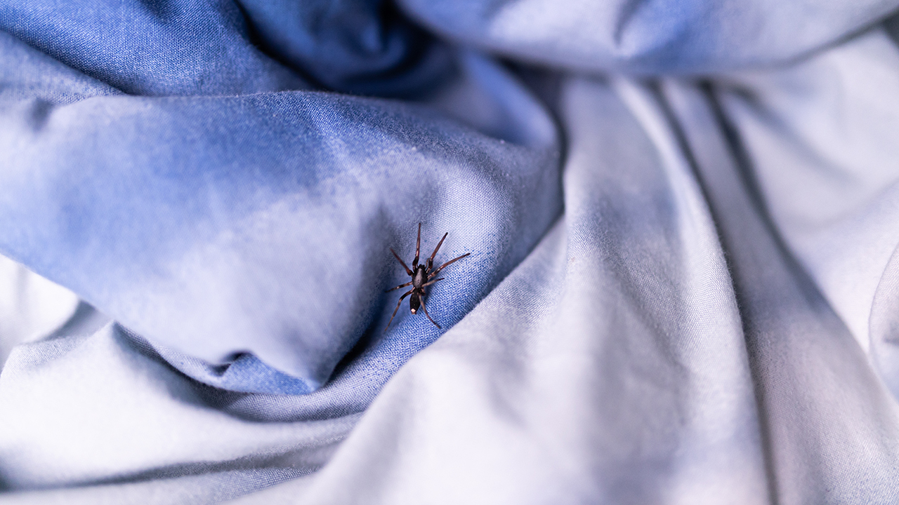 паук в доме