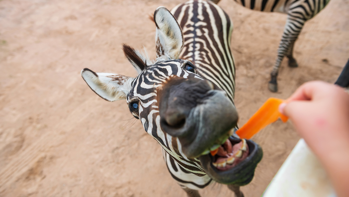 приручение зебры