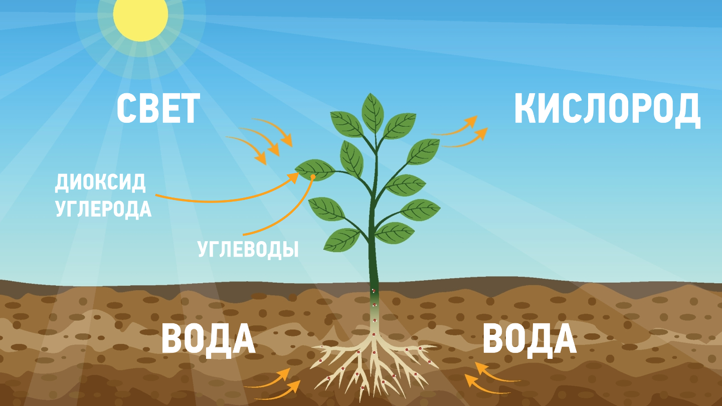 Что такое фотосинтез