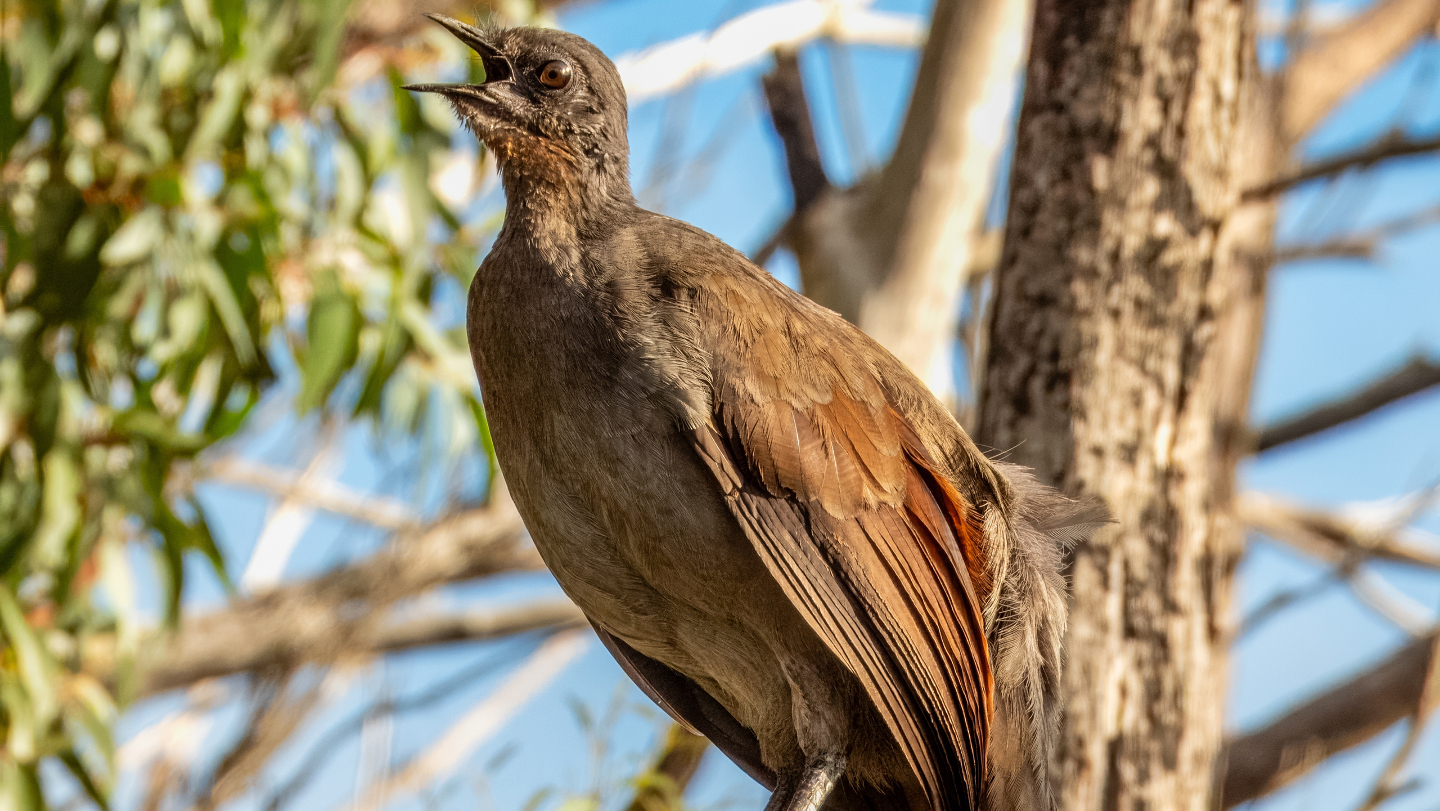 лирохвост поет