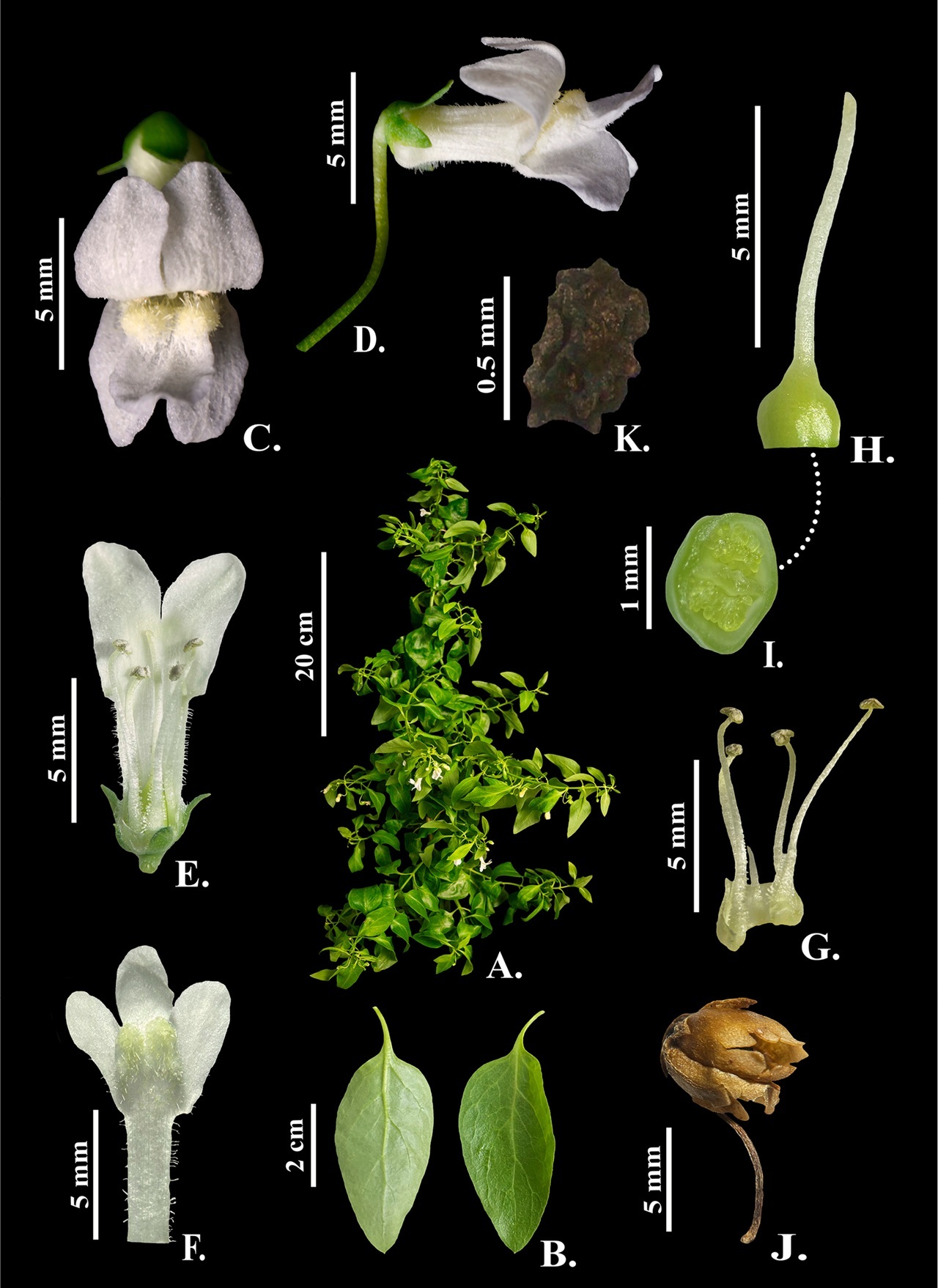 Galvezia leucantha subsp leucantha