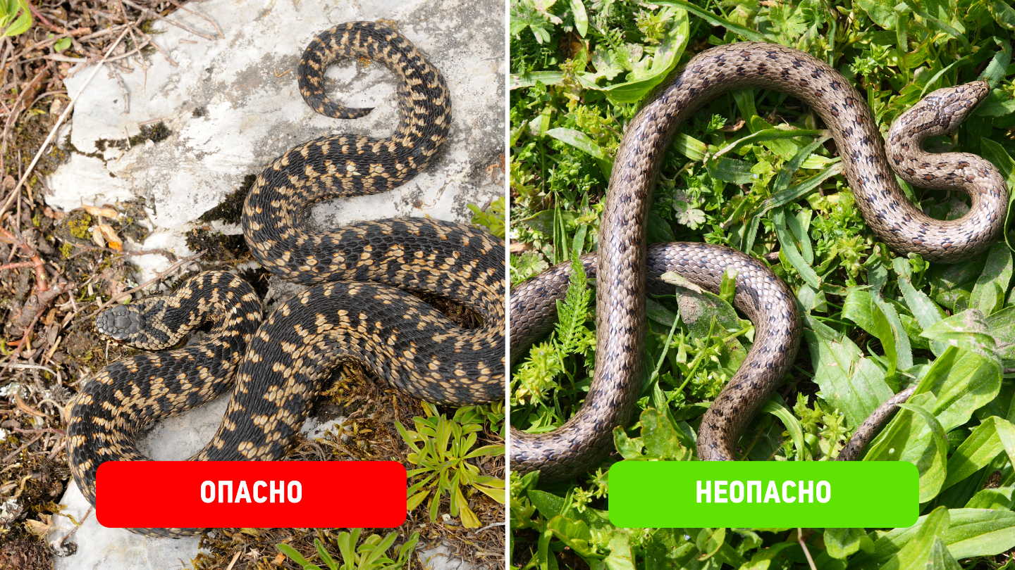 Гадюка обыкновенная и медянка