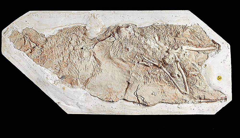 окаменелость