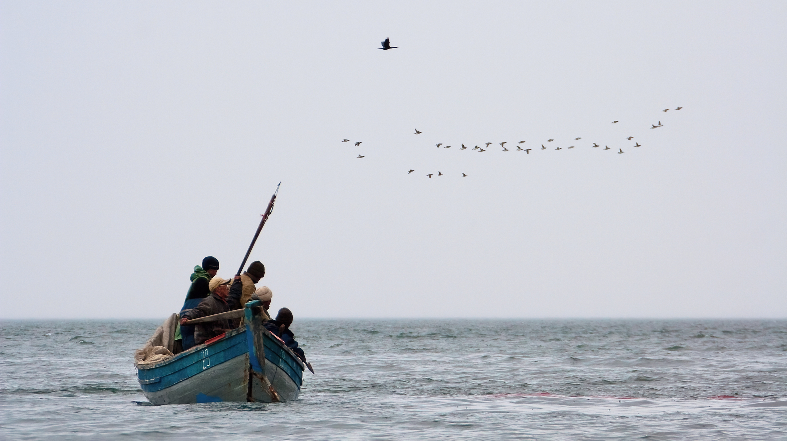 Сколько моржей осталось