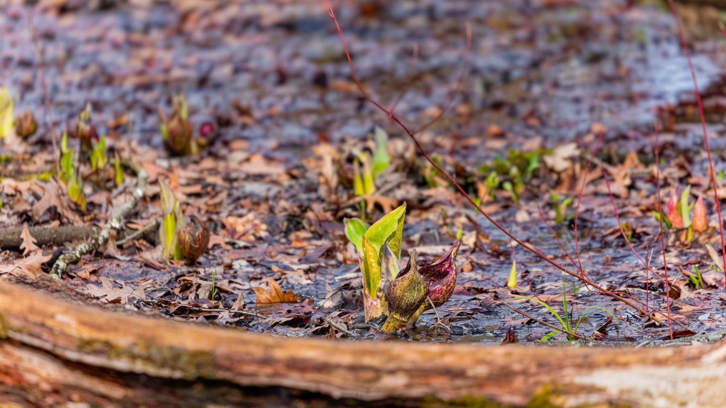 Связноплодник вонючий