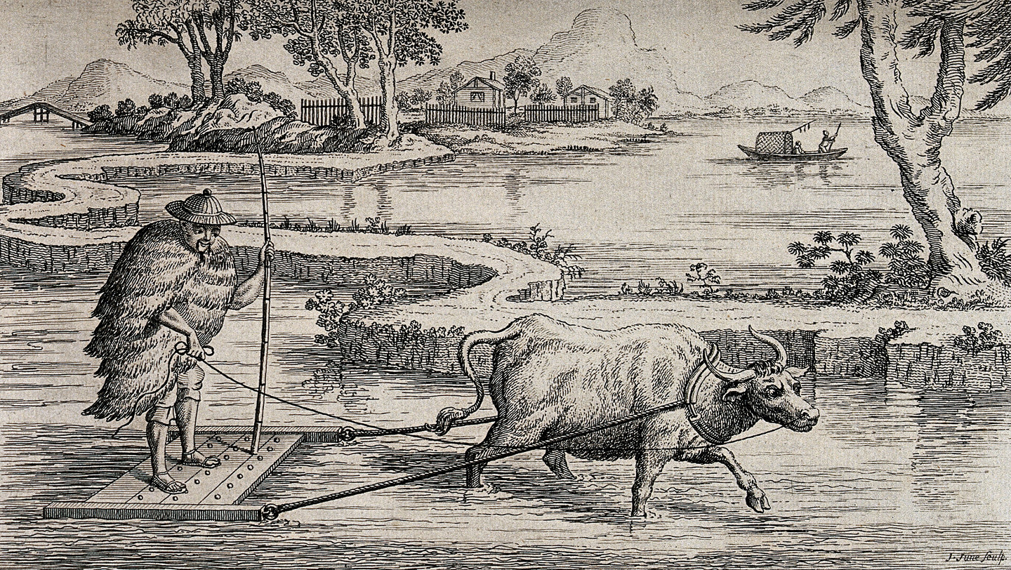 Родина риса