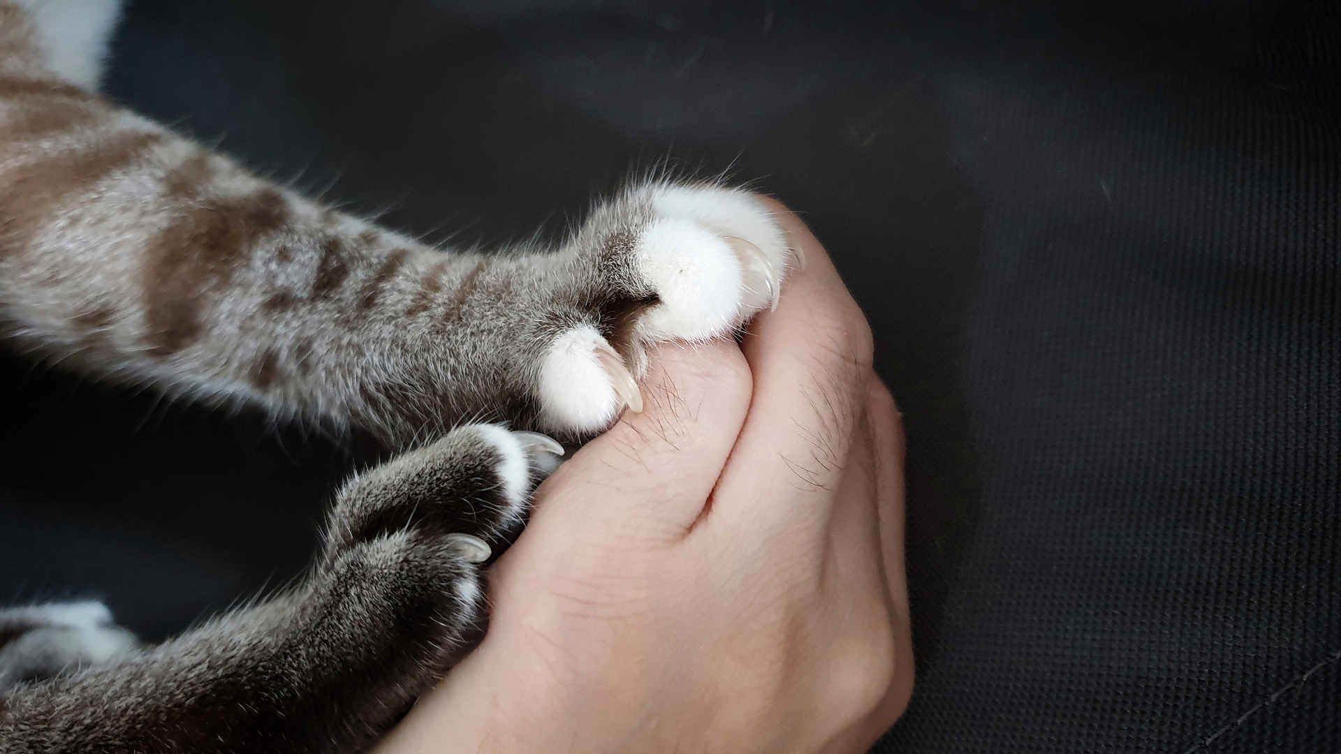 кошки, лапы