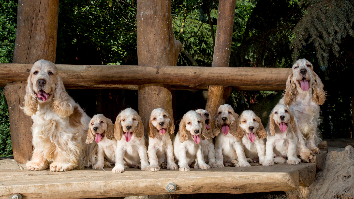 Импринтинг используется при одомашнивании собак, а также при выращивании собак-сирот. Нередко собаки «усыновляют» детенышей другого вида