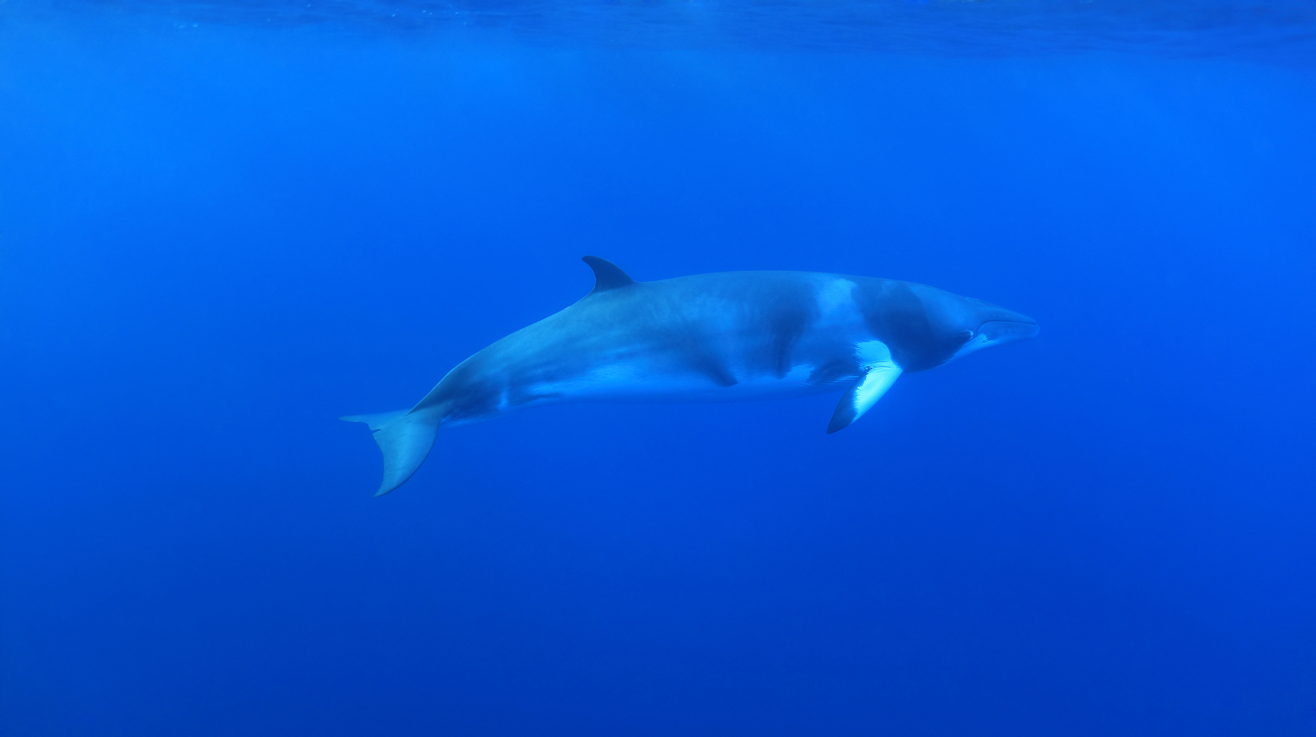 Малый полосатик