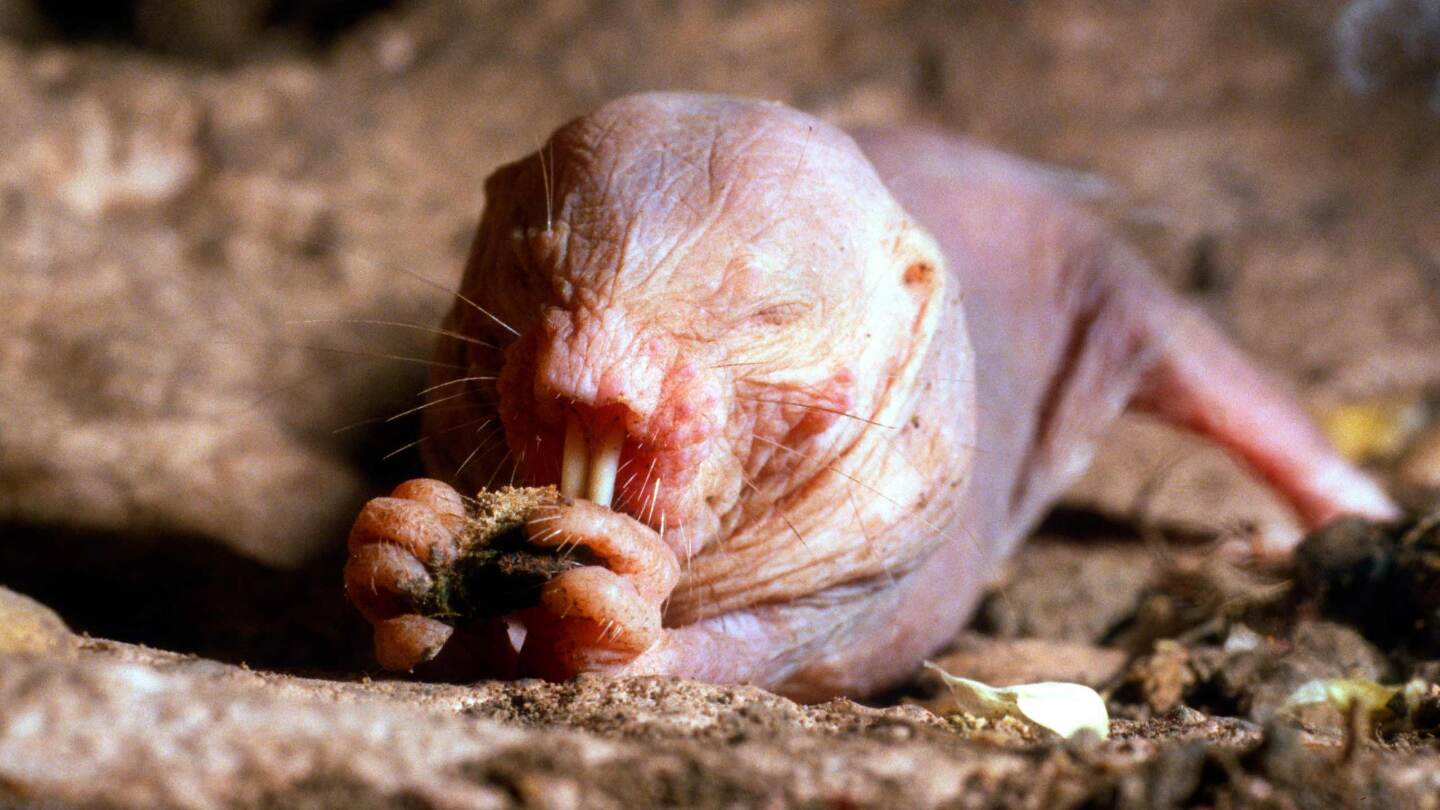 голый землекоп