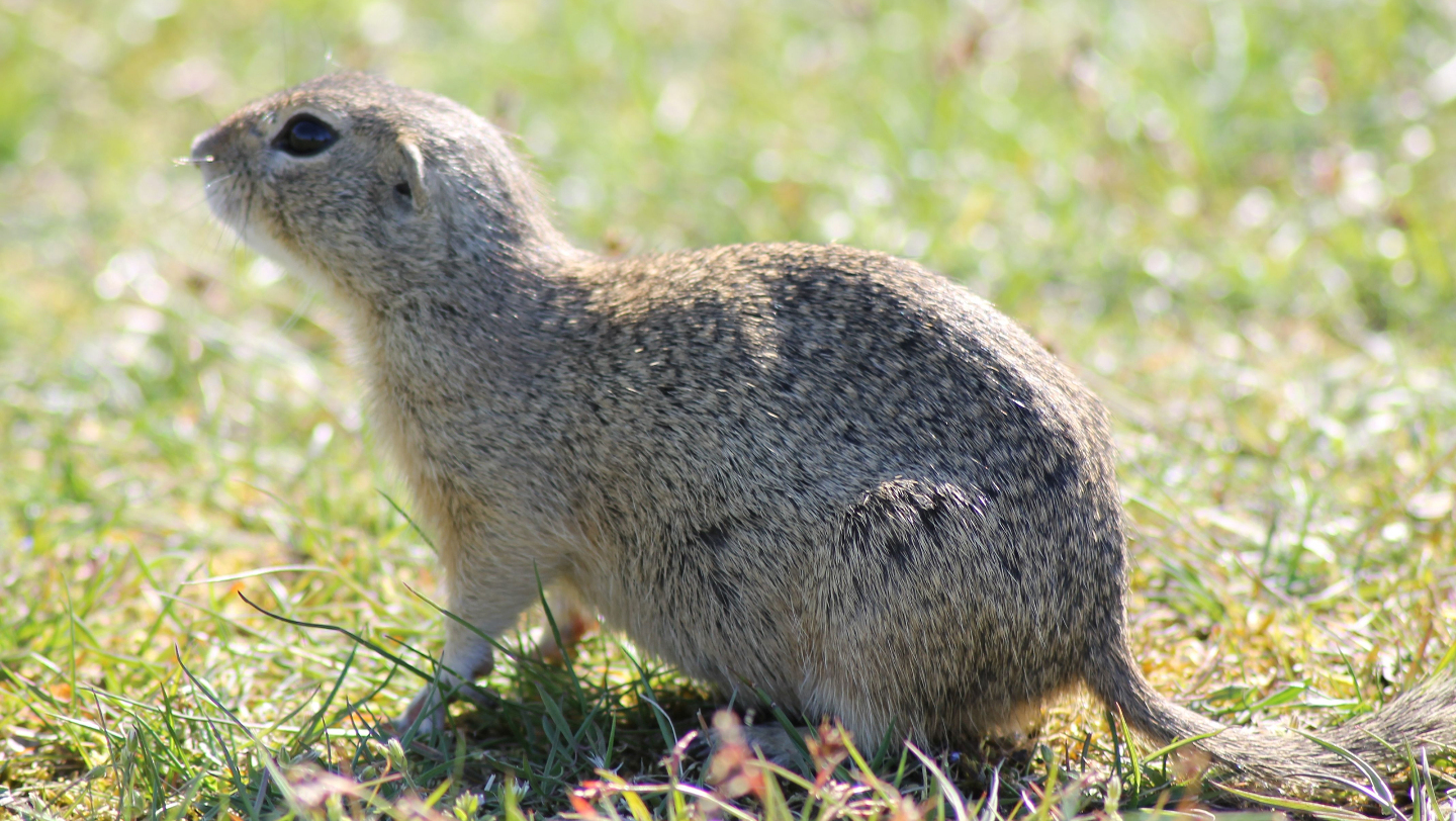 как выглядит
