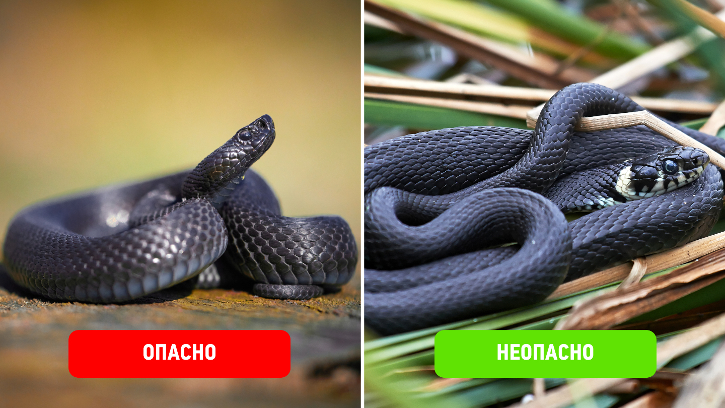 Гадюка Никольского и обыкновенный уж
