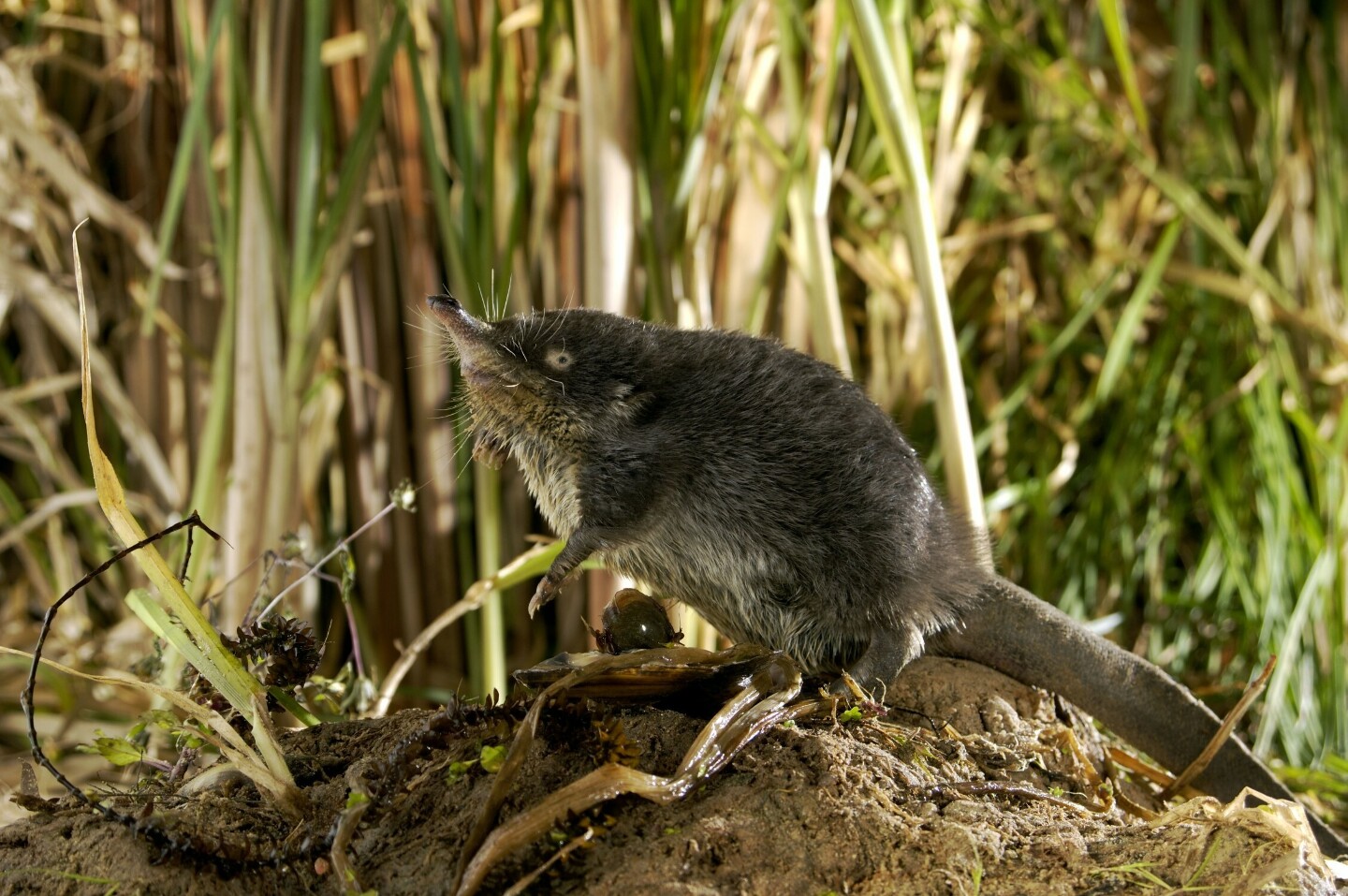 русская выхухоль, самые редкие животные