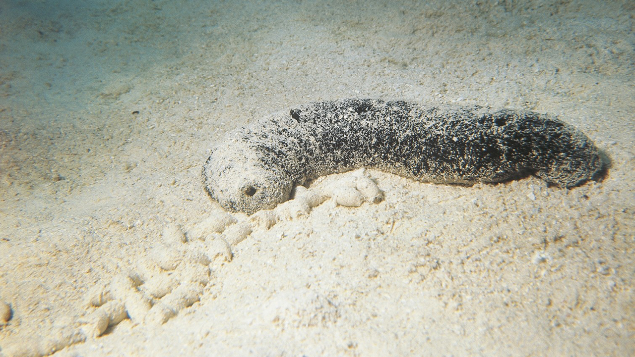 образ жизни