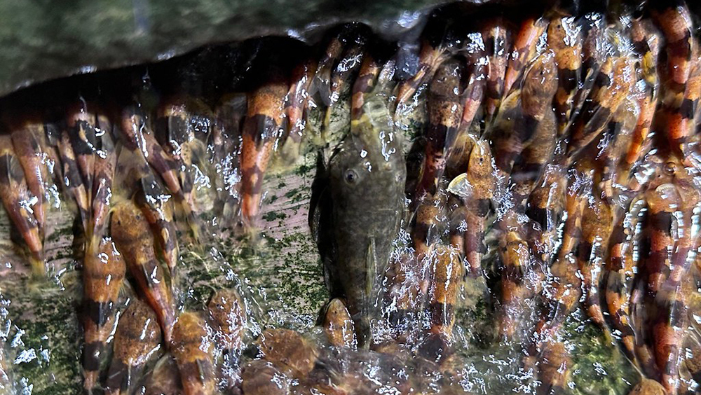 рыбы, водопад