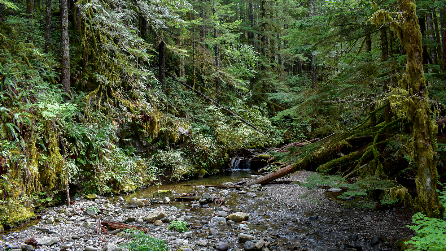 где растет опенок