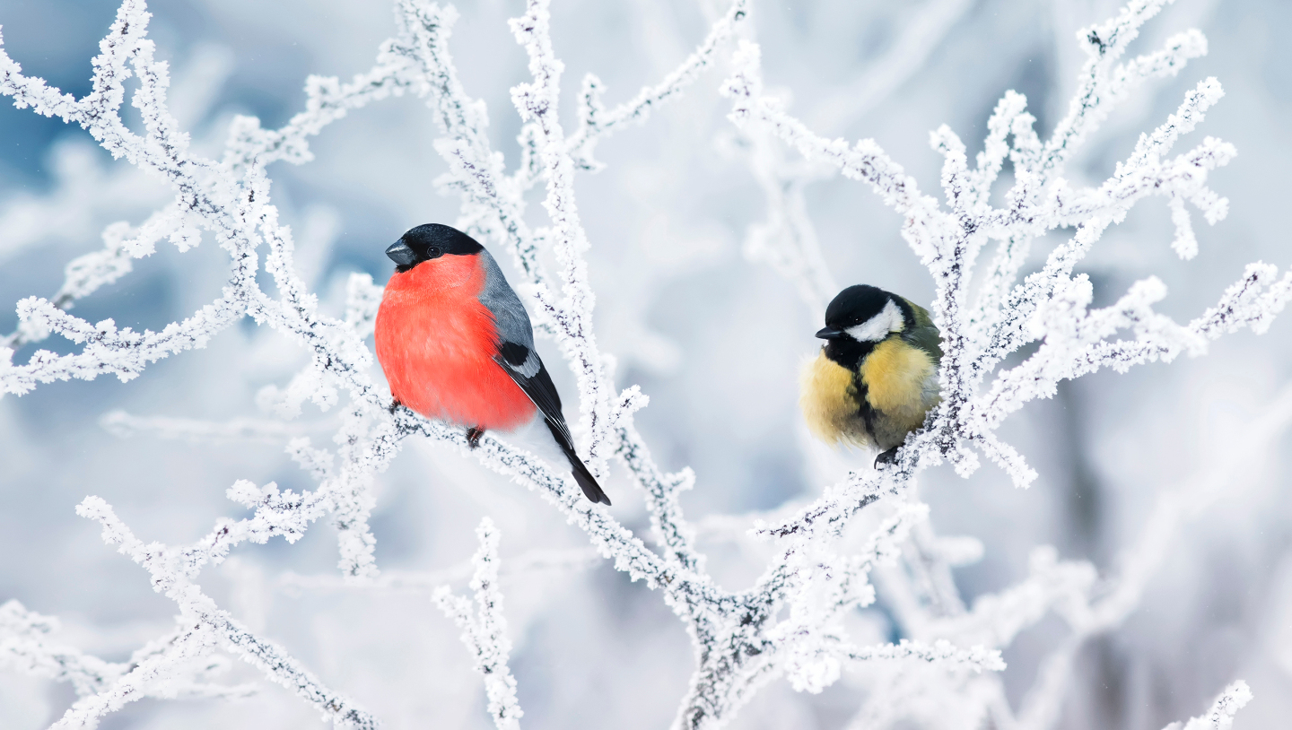 Зимние фотографии из жизни животных снегу, Vaclav, Vladymyr, Ondrej, Bachkova, ктото, зимой, стадо, исландских, будить, Небольшое, ProsickyShutterstockFOTODOMВетреный, лошадей, тигра, амурского, пробежка, BurdiakShutterstockFOTODOMБодрящая, преображает, весны, nataliatamkovichShutterstockFOTODOMА
