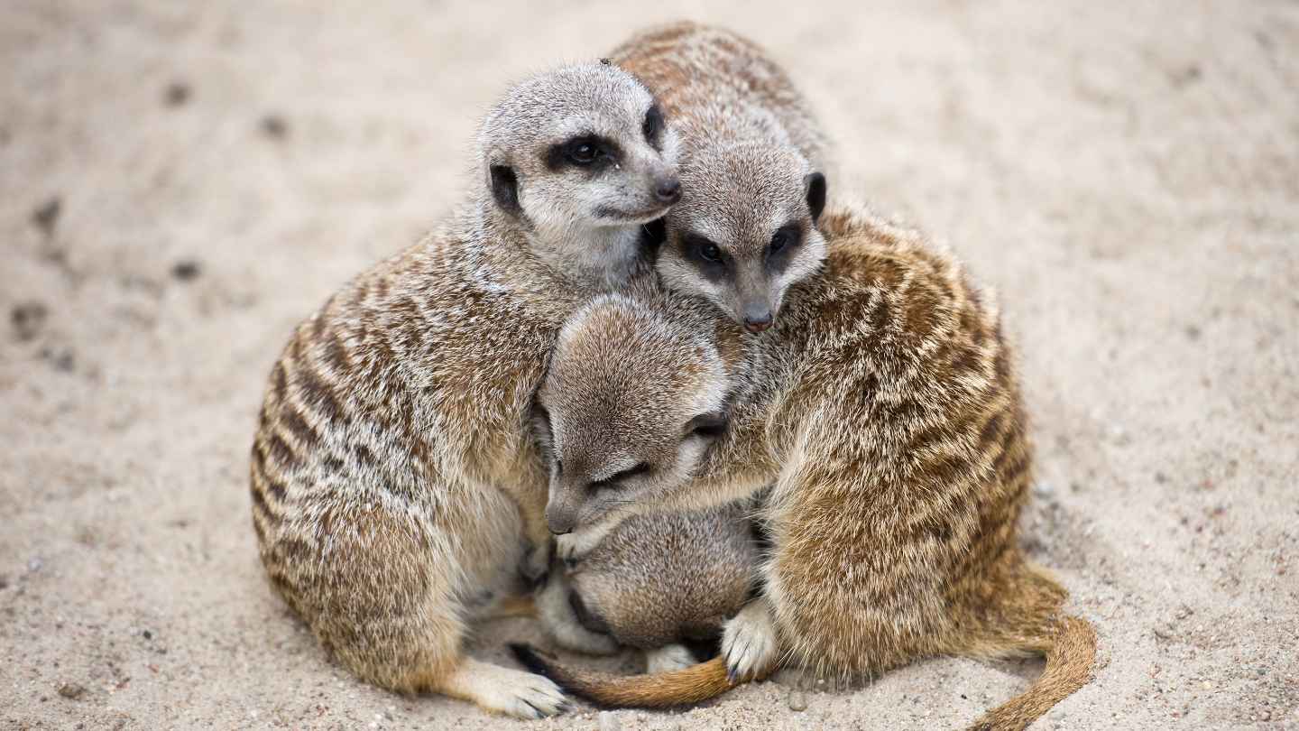 Сурикаты способны узнавать друг друга по голосу, более того, у них есть индивидуальные коды