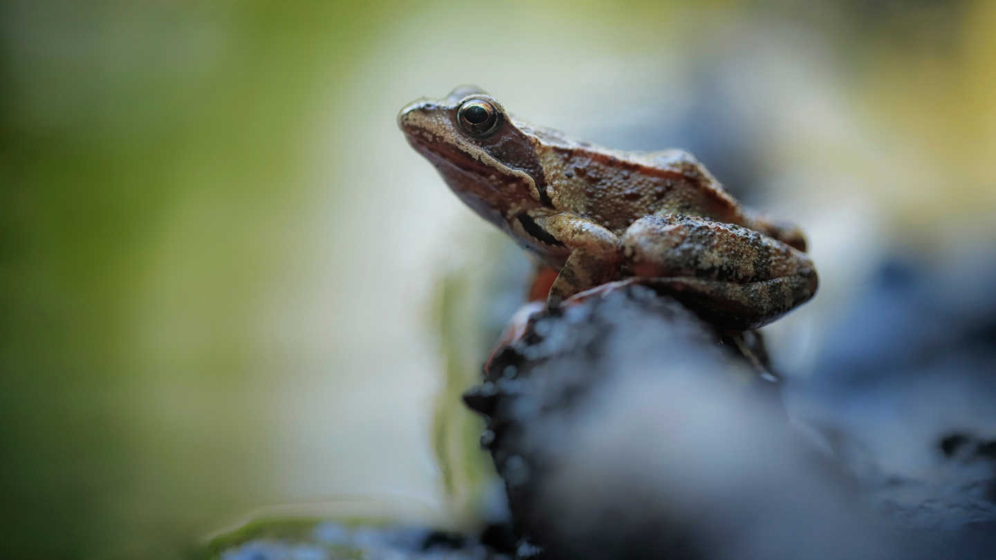 животные, спячка