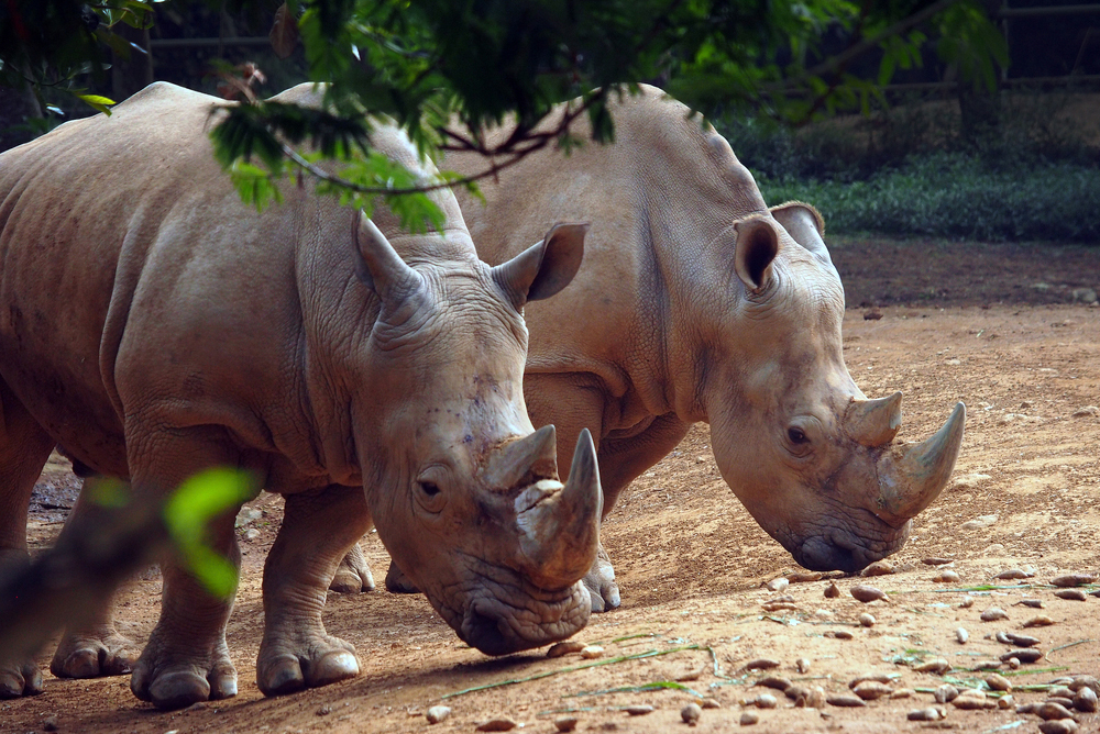 Яванский носорог