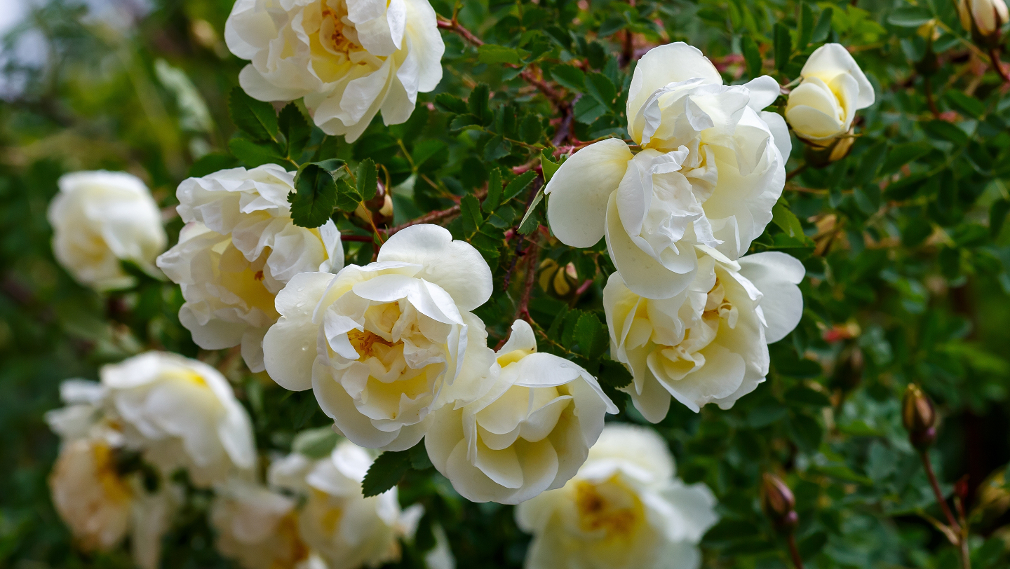 Роза колючейшая