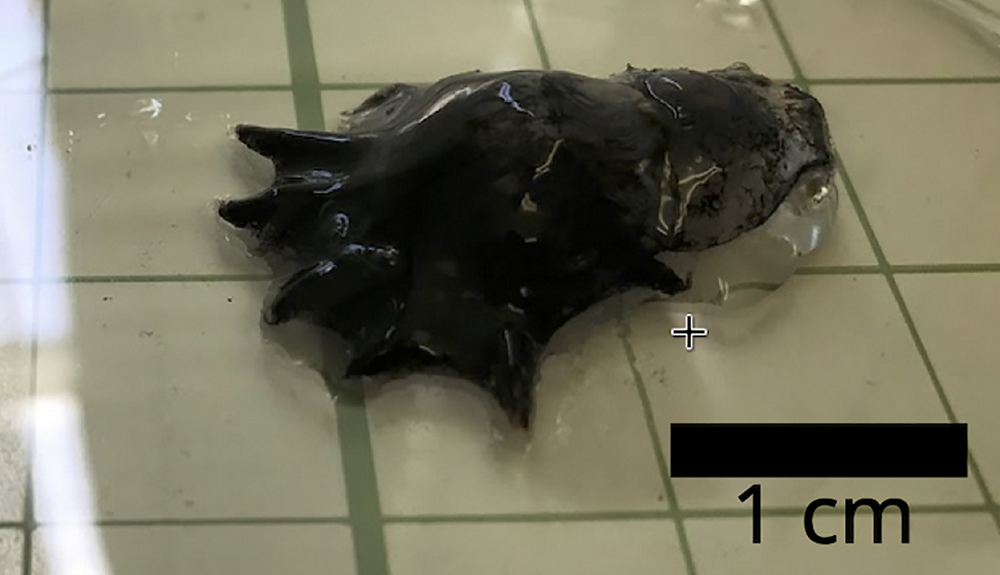 кальмар-вампир