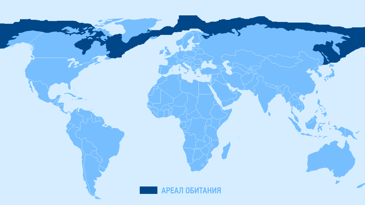 Ареал Обитания