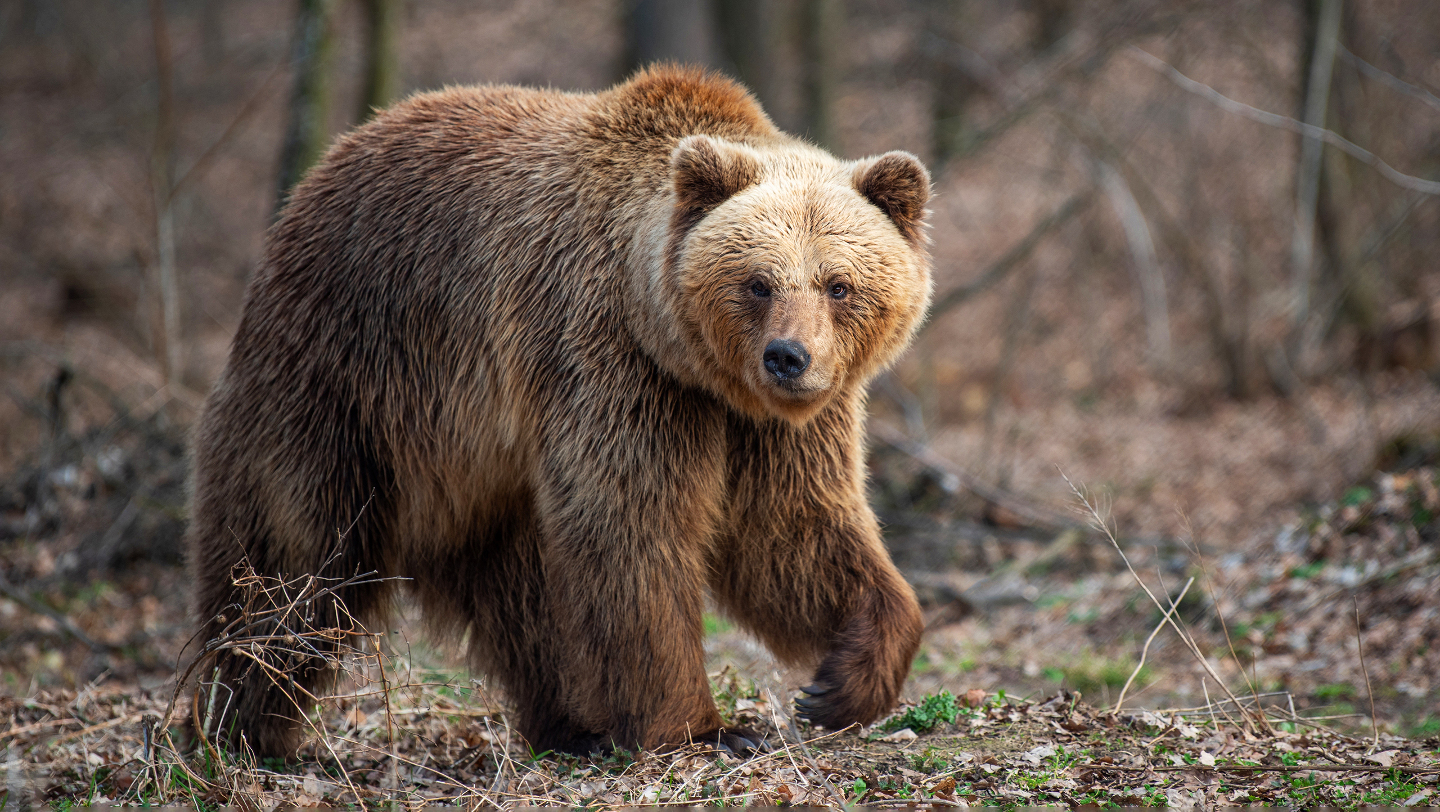 ареал обитания
