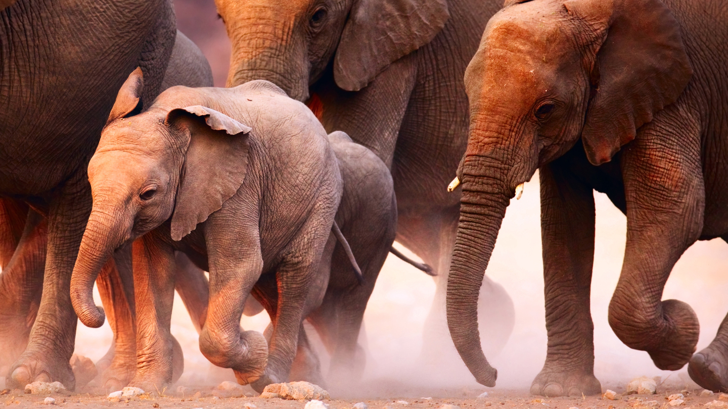 бегущие слоны