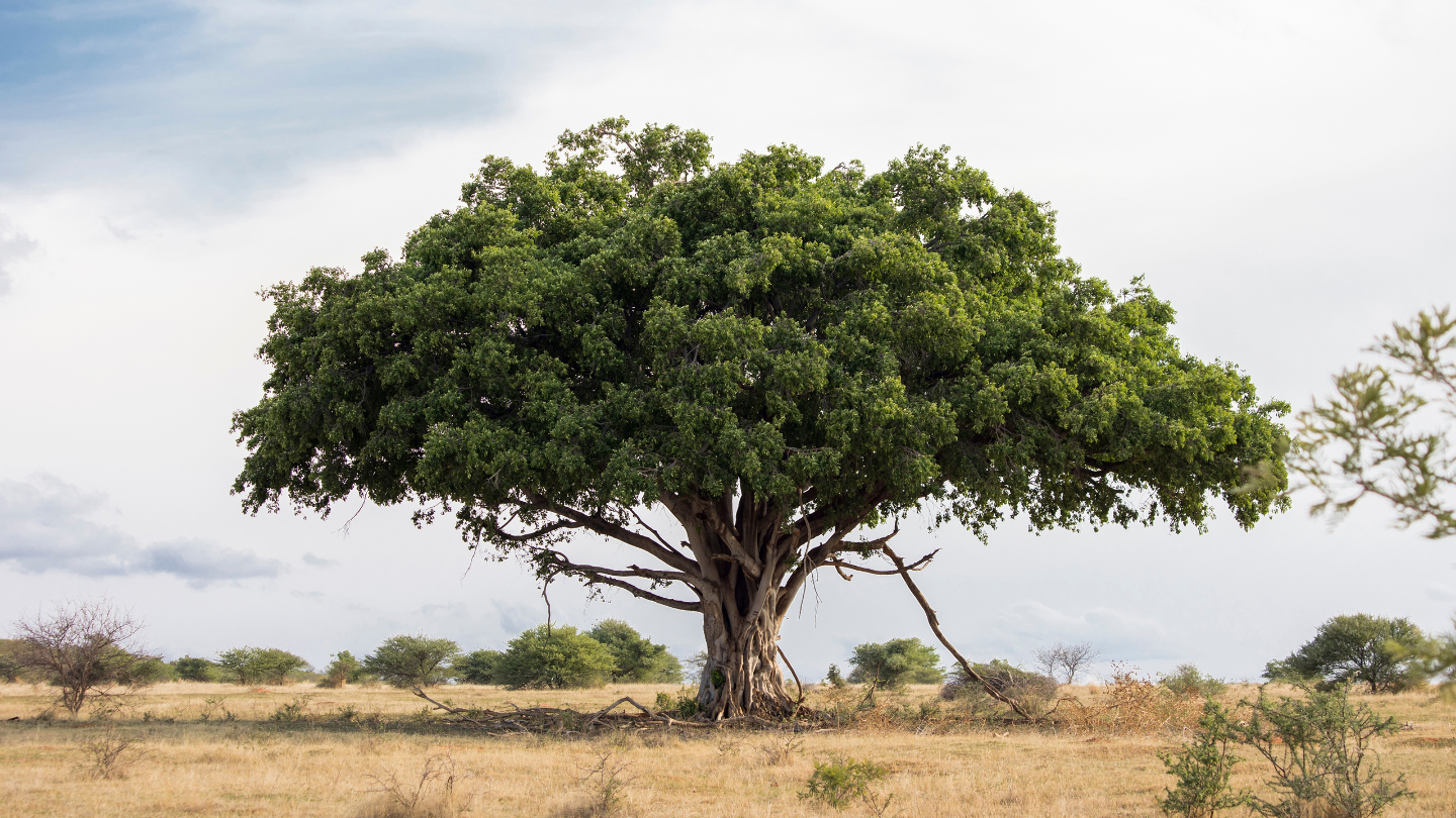 фиговые деревья