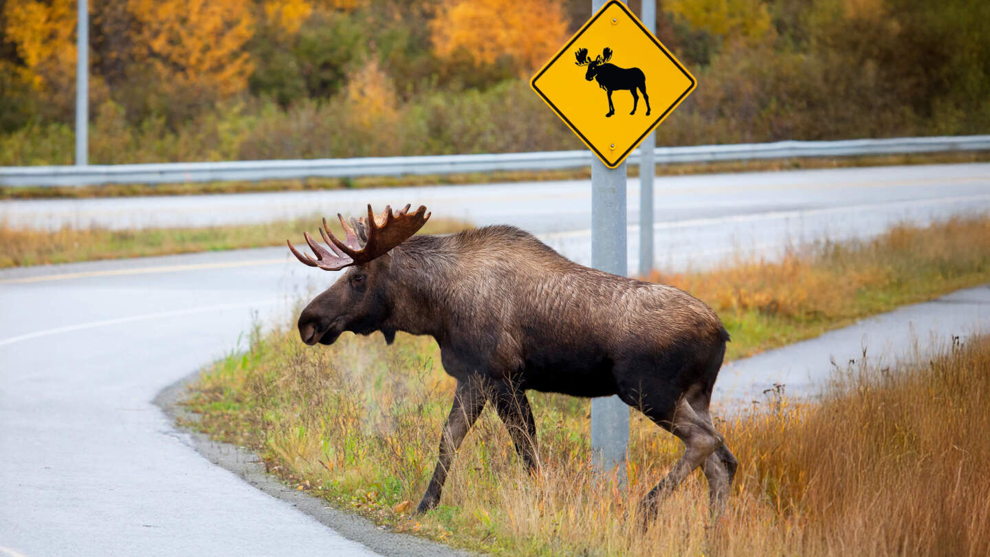 Почему животные могут выйти на дорогу