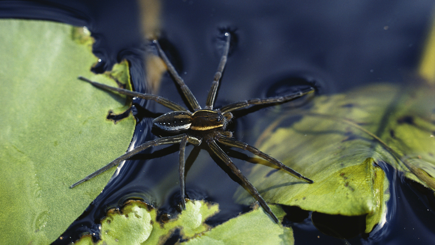 паук-рыболов