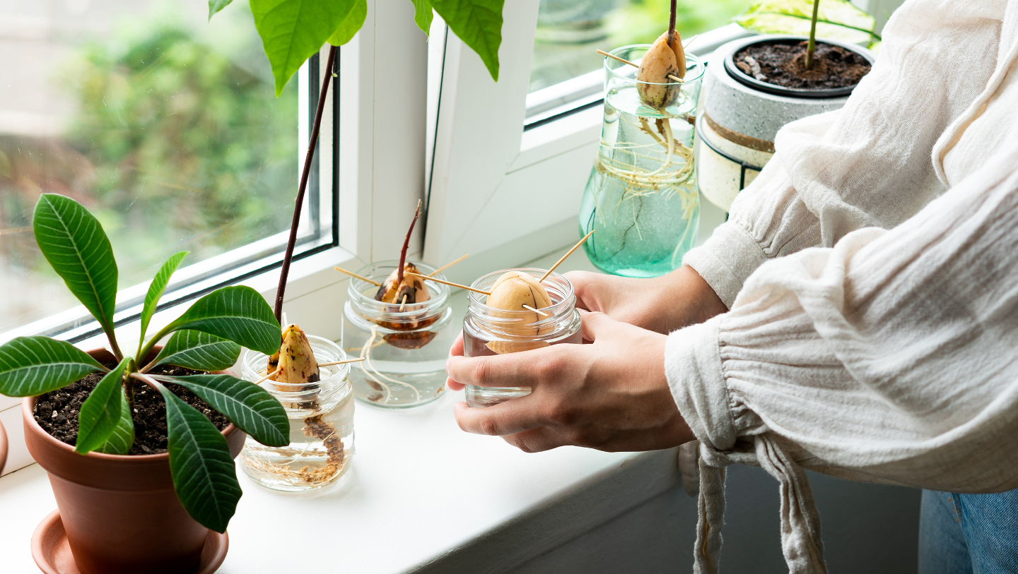 как вырастить авокадо