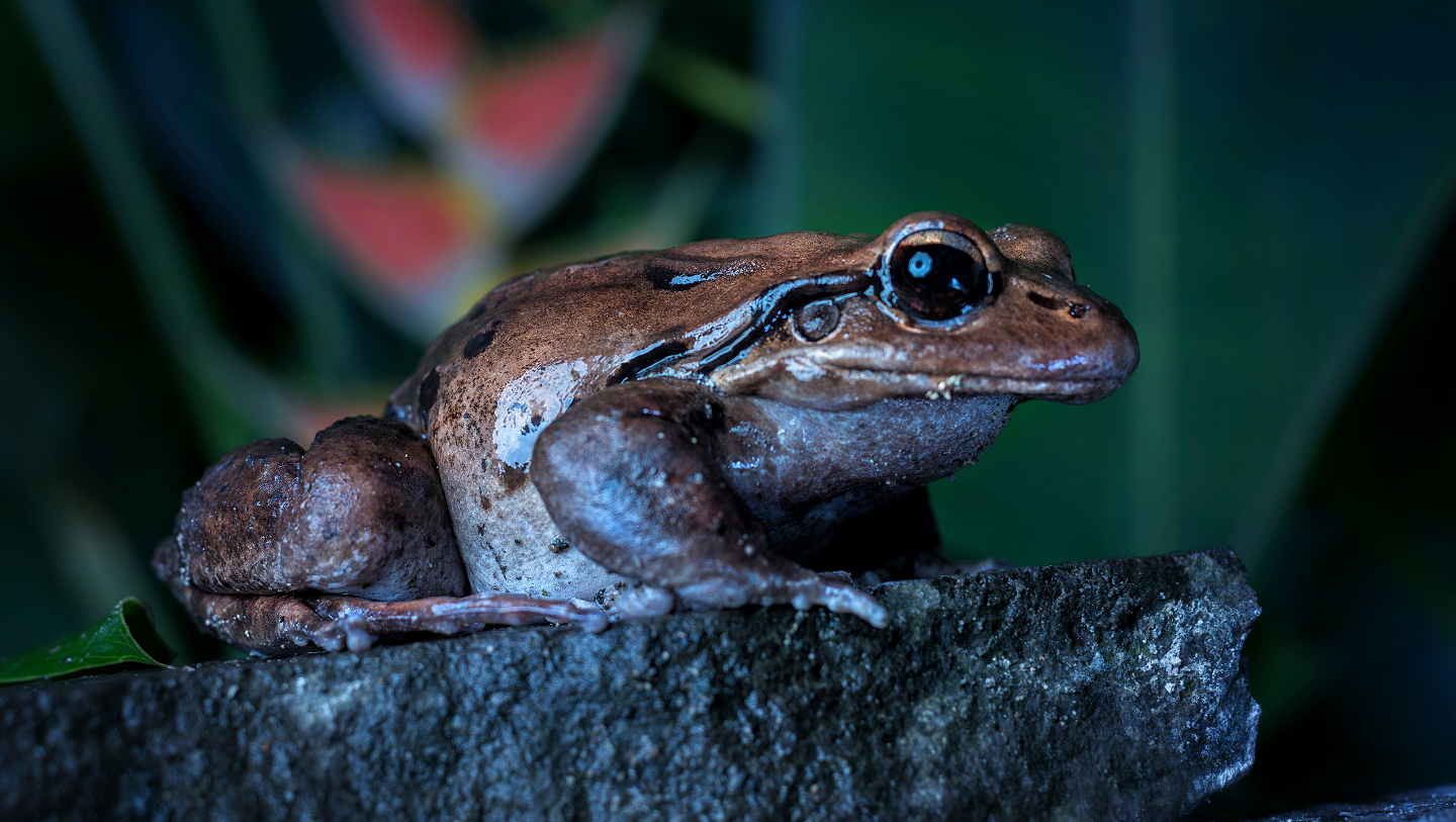 горная курица